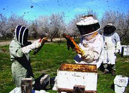 5 best gifts for beekeepers on
