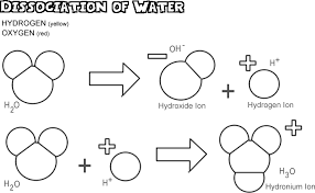 Acids Bases And The Dissociation Of Water