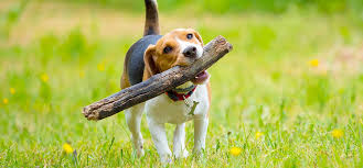 Can Dogs Chew On Sticks Wag