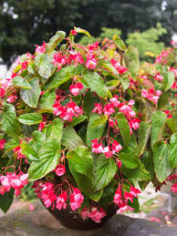 Best Plants For Hanging Baskets In Full Sun