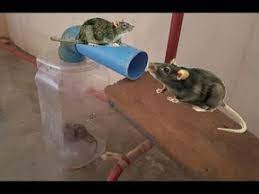 Creative easy pvc pipe rat trap how to make rat trap use from pipe and plastic bottle, #pvcrattrap #rattrap thank you so. Pin On Mishki