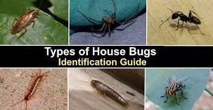 25 types of house bugs with pictures