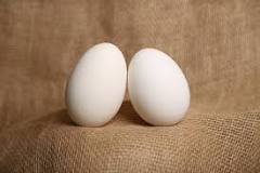 what-do-you-do-with-duck-eggs-after-they-are-laid