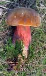 Resultado de imagem para boletus erythropus