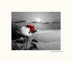 black white red wall art red gray rose