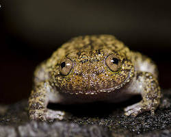 Image of Wrinkled frog Karnataka