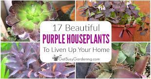 See more ideas about plants, leafy plants, planting flowers. 17 Beautiful Purple Indoor Plants To Grow At Home