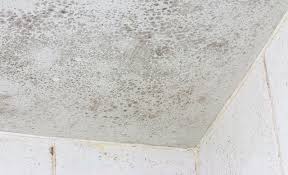 Mold And Mildew In Your Kansas City