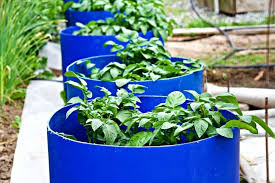 How To Plant Seed Potato Barrels