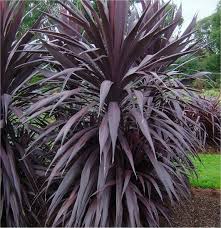 Stunning Electric Pink Cordylines
