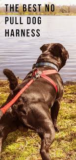 Best No Pull Dog Harness For Relaxed And Easy Dog Walks