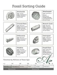 Fossil Sorting Guide And Poster