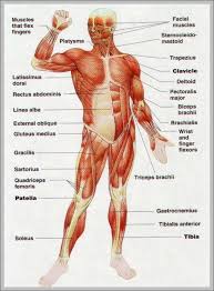 Muscles System Anatomy System Human Body Anatomy Diagram
