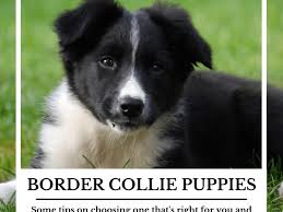 Click here to see our border collie and miniature american shepherd puppies for sale! Selecting And Training A Border Collie Puppy Pethelpful