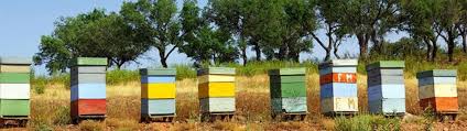 Αποτέλεσμα εικόνας για BEE hive