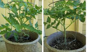 how to prune your tomatoes to keep them