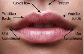 types of lips explained shapes care