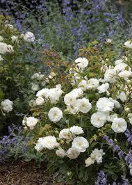 flower carpet white rose rosa x