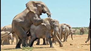 Tout ce que vous devez savoir sur la gestation chez l'éléphant