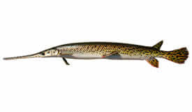 longnose gar fish best guide to