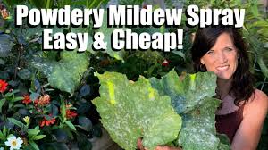 powdery mildew spray for squash