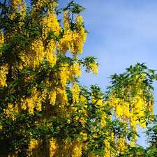 These cheery yellow or orange flowers resemble daisies and grow in almost any conditions. Golden Chain Tree Laburnum Care Growing Guide