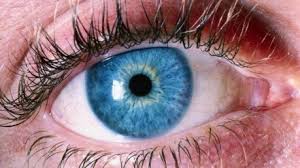 Image result for images for the eyes have it