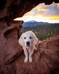 dog friendly hikes in colorado springs
