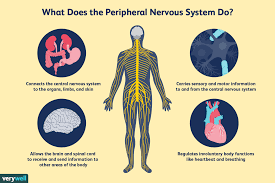 peripheral nervous system what it is