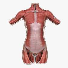 Muscle charts of the human body for your reference value these charts show the major superficial and deep muscles of the human body. 3d Model Muscle Anatomy Female Torso