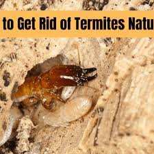 how to get rid of termites naturally