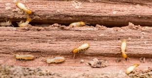 how to get rid of termites tips from