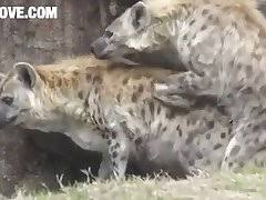 best Hyenas porn videos page 1 at videosdex.net