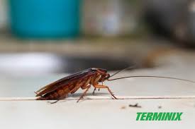Pest control requires an objective look at the behavior of each organism to be mitigated and how to eliminate or at best control it. 5 Best Ways To Get Rid Of Roaches Terminix