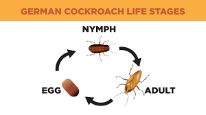 how to get rid of german roaches