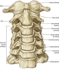 12 photos of the human back bones diagram. Anatomy Of The Cervical Spine Musculoskeletal Key