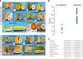 the ph gene determines fruit acidity