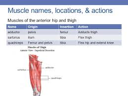 For example, the frontalis muscle is located on top of the frontal bone of the skull. Muscle Names Movement Ppt Download