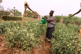 Growing Vegetables Amid Water Scarcity