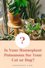 Houseplant Poisonous For Your Cat