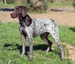 german short haired pointer canada s