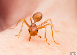 Ada doa khusus untuk menghalau semut di rumah. Stress Rumah Banyak Semut Wanita Kongsi Kaedah Hasilkan Spray D I Y Berkesan Halau Semut Ohcewek