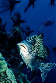 harlequin sweetlips fish stock image