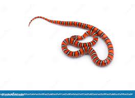 Красно-черная змея, изолированная на белом фоне Стоковое Фото - изображение  насчитывающей черный, горизонтально: 164346328