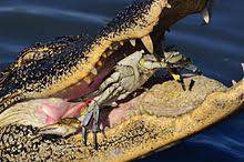 American Alligator Wikipedia