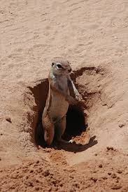 Any of a family (geomyidae) of burrowing rodents of western north america. Fossorial Wikipedia