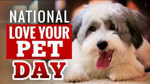 These national puppy day 2021 tweets will brighten up your day with some heartwarming pup appreciation posts. National Love Your Pet Day 20th February Happy Love Your Pet Day 2021 Wishes Quotes Message Greeting Image Pic Smartphone Model