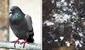 Most of them don't infect humans. Pigeon Infection How Dangerous Is An Infection From Pigeon Droppings Express Co Uk
