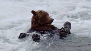 why alaska s bear cam bears are already