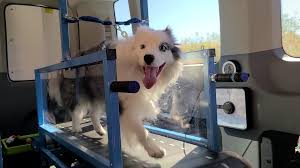 a dog treadmill or dog slatmill